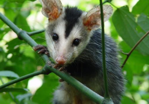 didelphis-albiventris-lund-1840-1930-default