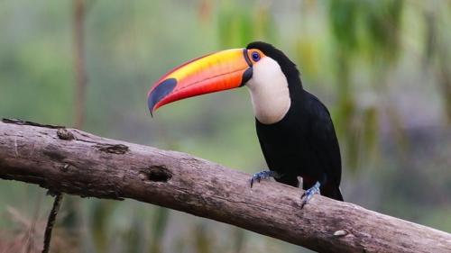 fiche-animale-monde-animal-toucan-toco